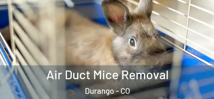  Air Duct Mice Removal Durango - CO
